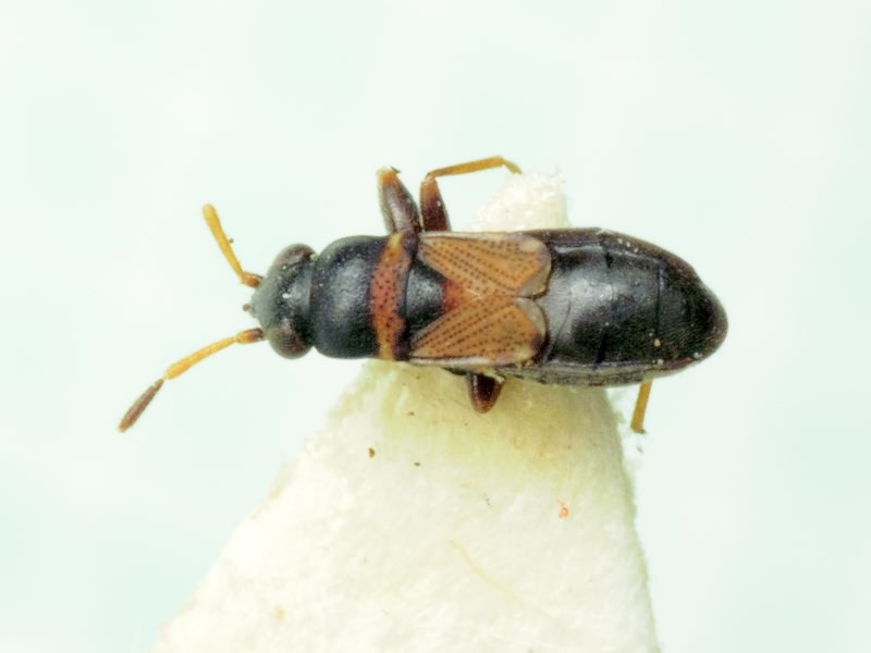 Ischnocoris hemipterus (Schilling, 1829)